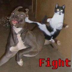 cat_x78
